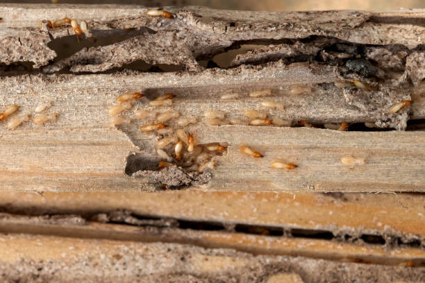 Best Local Pest Control Services  in Gray, TN